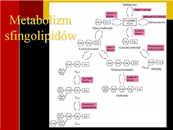 Metabolizm sfingolipidów 