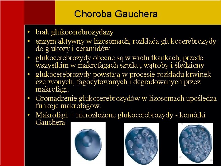 Choroba Gauchera • brak glukocerebrozydazy • enzym aktywny w lizosomach, rozkłada glukocerebrozydy do glukozy