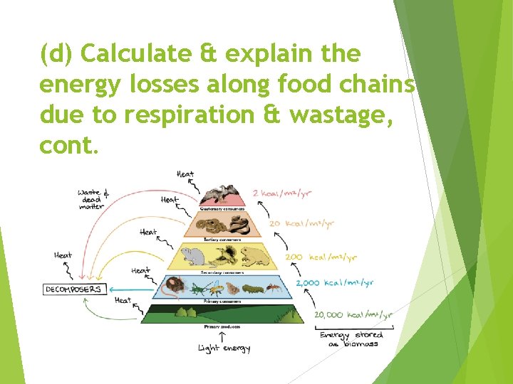 (d) Calculate & explain the energy losses along food chains due to respiration &