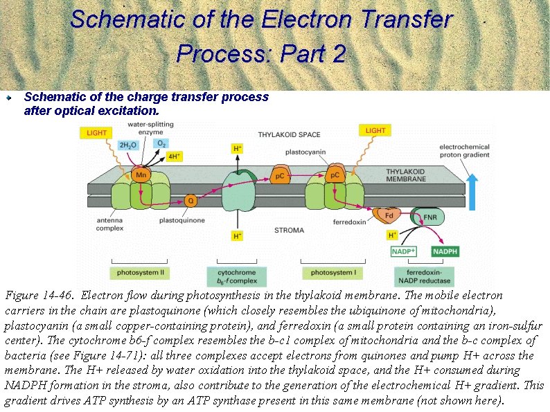 Photosynthesis Recap APhBE 161 Physical Biology of the