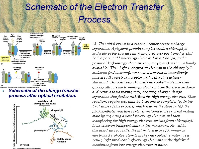 Photosynthesis Recap APhBE 161 Physical Biology of the