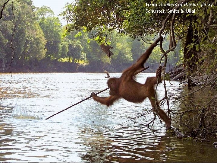 From Thinkers of the Jungle by Schuster, Smits & Ullal 