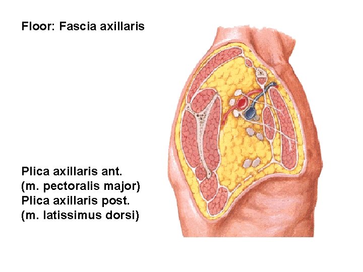 Floor: Fascia axillaris Plica axillaris ant. (m. pectoralis major) Plica axillaris post. (m. latissimus