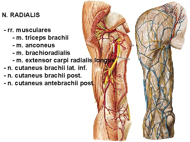 N. RADIALIS - rr. musculares - m. triceps brachii - m. anconeus - m.