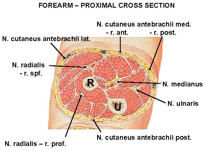 FOREARM – PROXIMAL CROSS SECTION N. cutaneus antebrachii lat. N. cutaneus antebrachii med. -