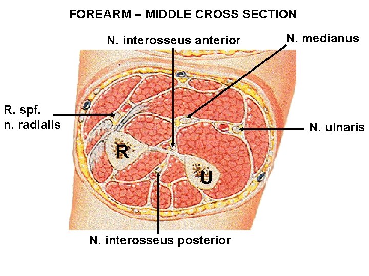 FOREARM – MIDDLE CROSS SECTION N. interosseus anterior R. spf. n. radialis N. medianus