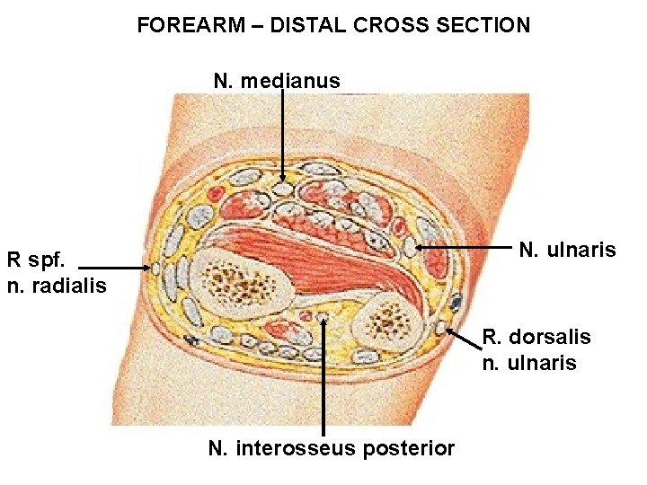 FOREARM – DISTAL CROSS SECTION N. medianus N. ulnaris R spf. n. radialis R.
