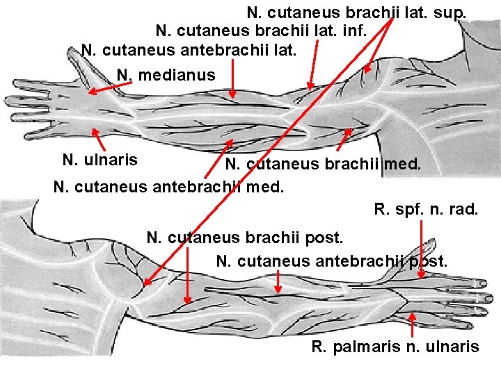 N. cutaneus brachii lat. sup. N. cutaneus brachii lat. inf. N. cutaneus antebrachii lat.