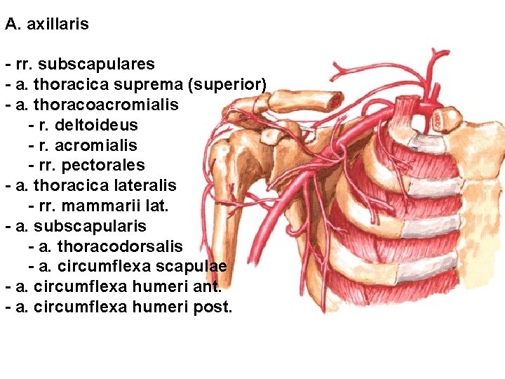 A. axillaris - rr. subscapulares - a. thoracica suprema (superior) - a. thoracoacromialis -