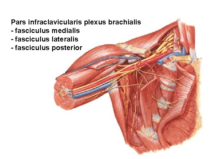 Pars infraclavicularis plexus brachialis - fasciculus medialis - fasciculus lateralis - fasciculus posterior 