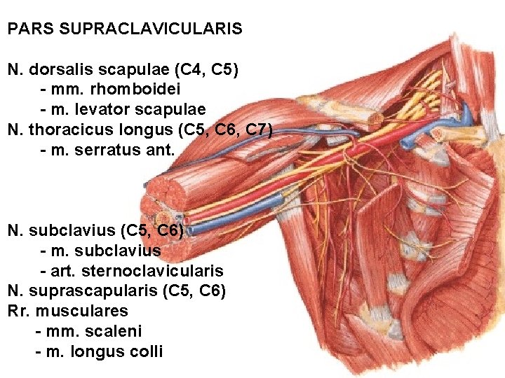 PARS SUPRACLAVICULARIS N. dorsalis scapulae (C 4, C 5) - mm. rhomboidei - m.