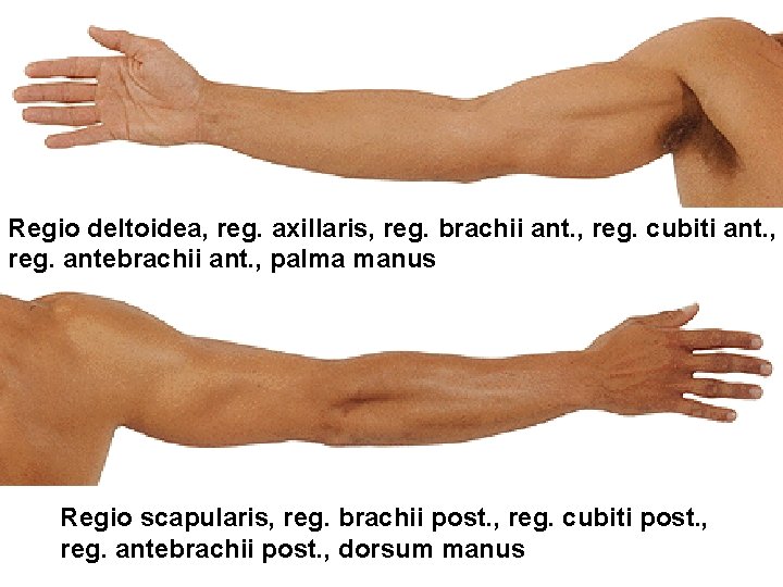 Regio deltoidea, reg. axillaris, reg. brachii ant. , reg. cubiti ant. , reg. antebrachii