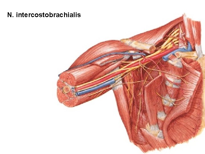 N. intercostobrachialis 