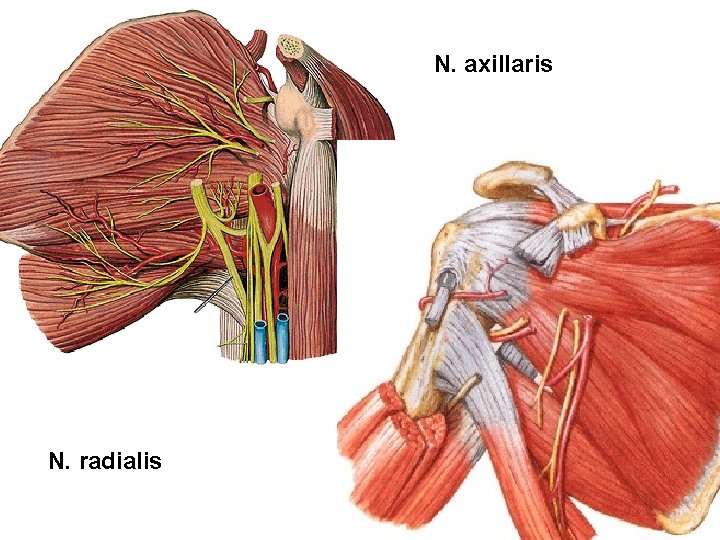 N. axillaris N. radialis 