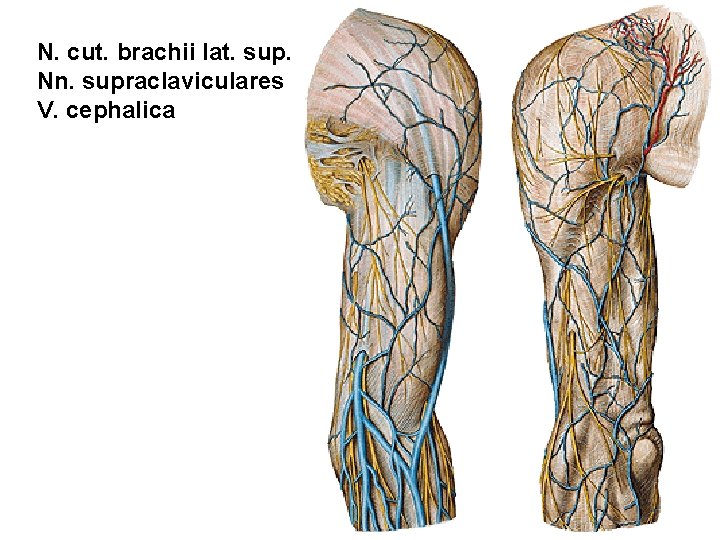 N. cut. brachii lat. sup. Nn. supraclaviculares V. cephalica 