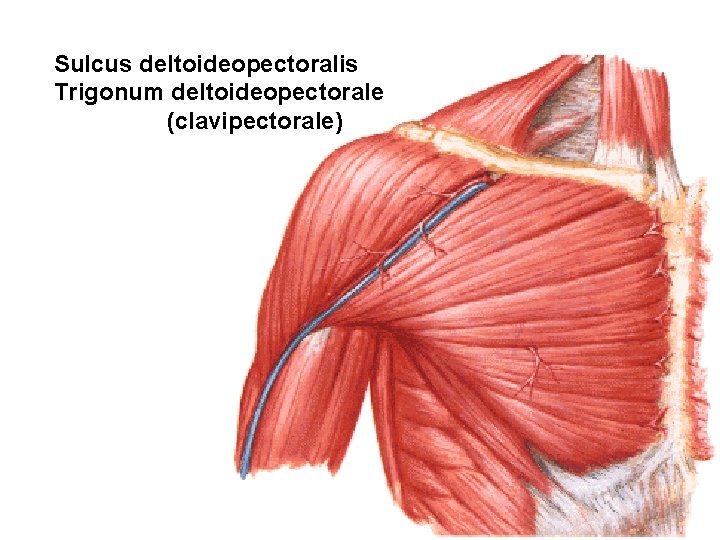 Sulcus deltoideopectoralis Trigonum deltoideopectorale (clavipectorale) 