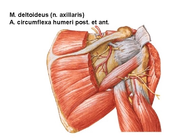 M. deltoideus (n. axillaris) A. circumflexa humeri post. et ant. 
