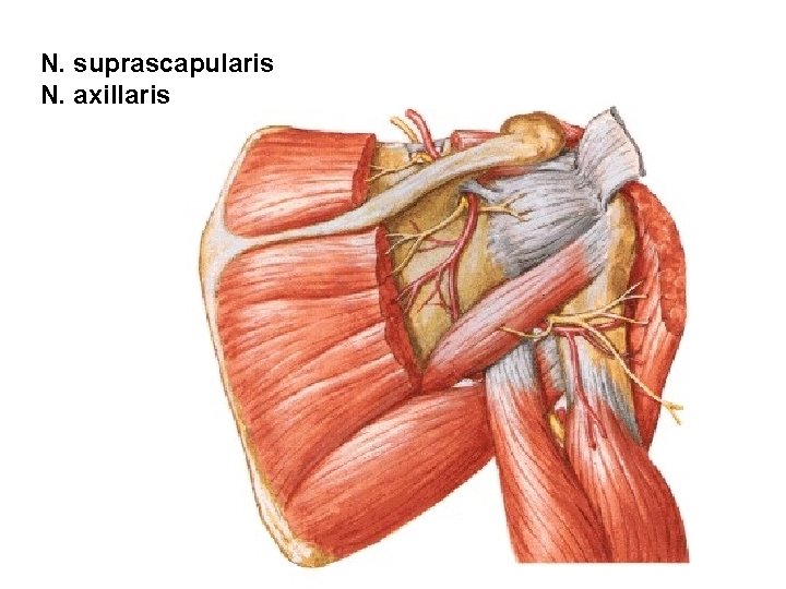 N. suprascapularis N. axillaris 