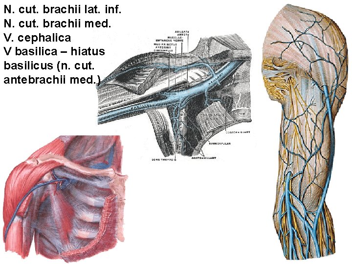 N. cut. brachii lat. inf. N. cut. brachii med. V. cephalica V basilica –