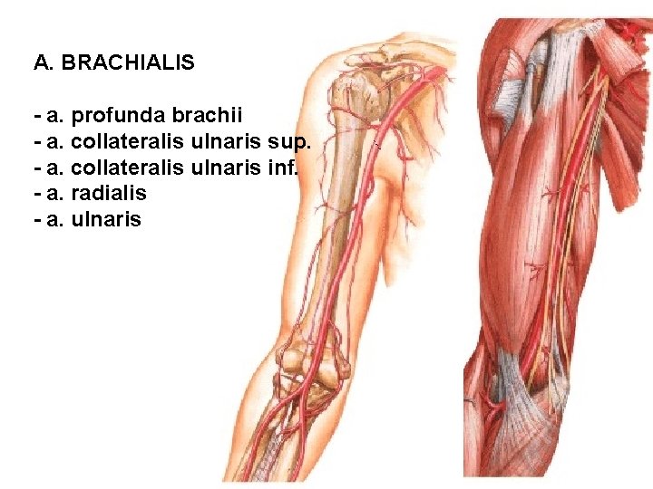 A. BRACHIALIS - a. profunda brachii - a. collateralis ulnaris sup. - a. collateralis