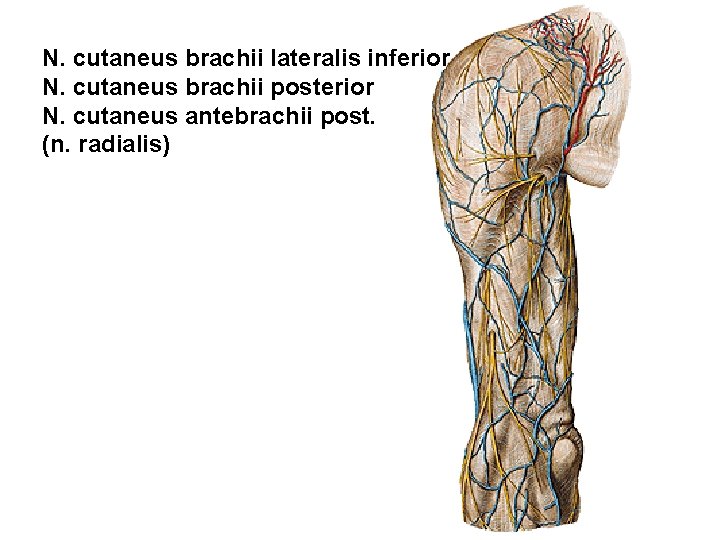 N. cutaneus brachii lateralis inferior N. cutaneus brachii posterior N. cutaneus antebrachii post. (n.