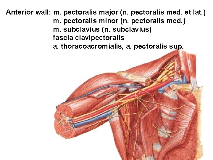 Anterior wall: m. pectoralis major (n. pectoralis med. et lat. ) m. pectoralis minor
