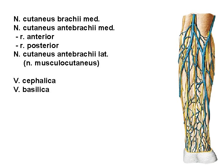 N. cutaneus brachii med. N. cutaneus antebrachii med. - r. anterior - r. posterior