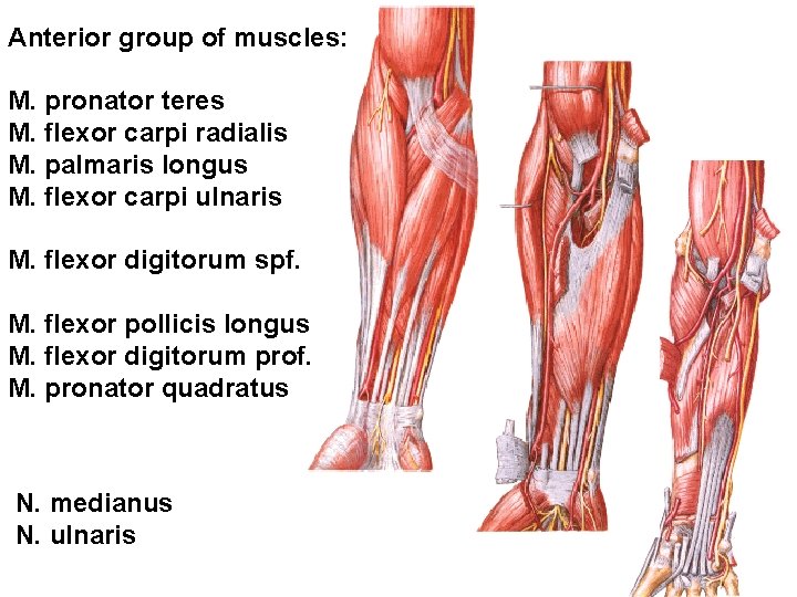 Anterior group of muscles: M. pronator teres M. flexor carpi radialis M. palmaris longus