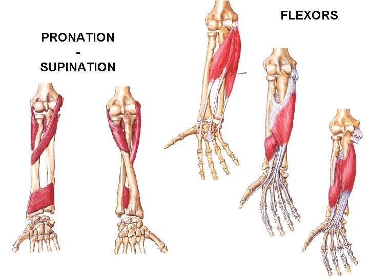 FLEXORS PRONATION SUPINATION 