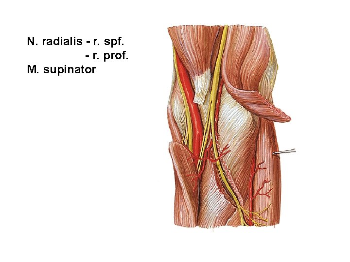 N. radialis - r. spf. - r. prof. M. supinator 