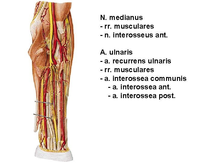 N. medianus - rr. musculares - n. interosseus ant. A. ulnaris - a. recurrens