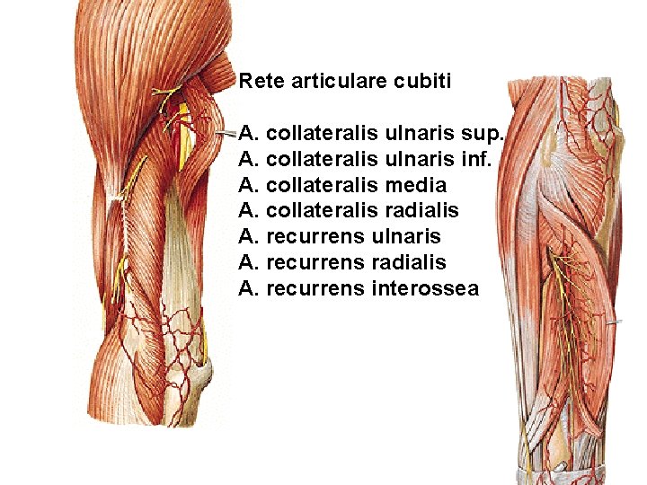 Rete articulare cubiti A. collateralis ulnaris sup. A. collateralis ulnaris inf. A. collateralis media