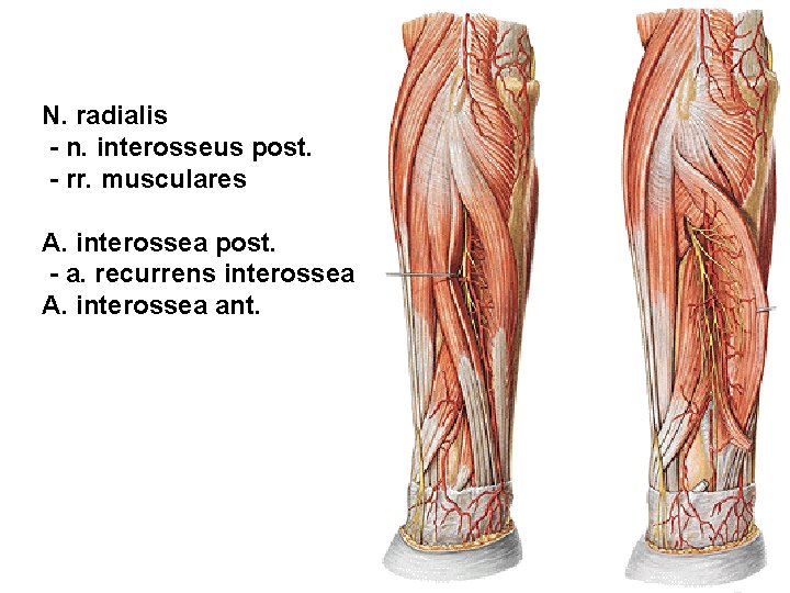 N. radialis - n. interosseus post. - rr. musculares A. interossea post. - a.