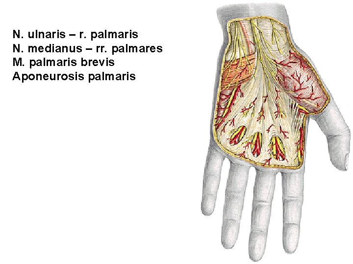 N. ulnaris – r. palmaris N. medianus – rr. palmares M. palmaris brevis Aponeurosis