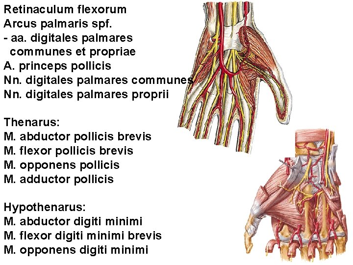 Retinaculum flexorum Arcus palmaris spf. - aa. digitales palmares communes et propriae A. princeps