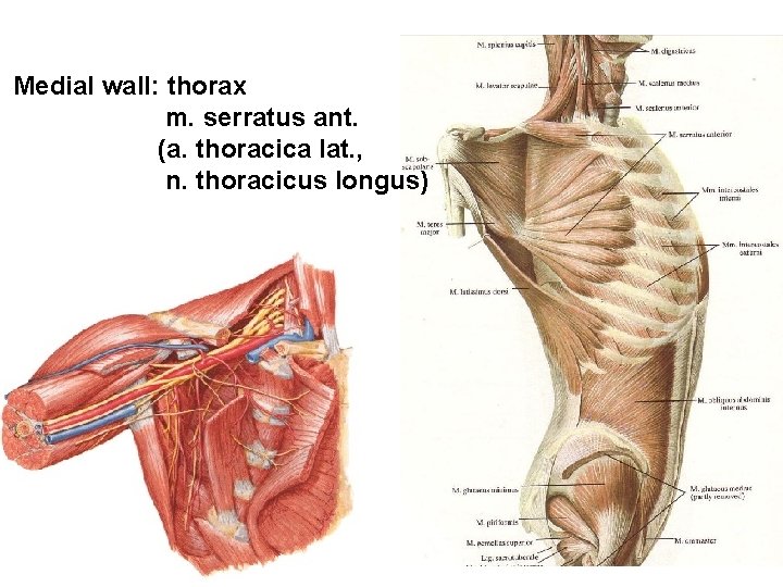 Medial wall: thorax m. serratus ant. (a. thoracica lat. , n. thoracicus longus) 