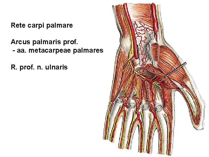 Rete carpi palmare Arcus palmaris prof. - aa. metacarpeae palmares R. prof. n. ulnaris