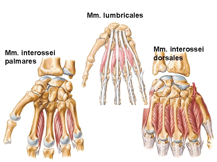 Mm. lumbricales Mm. interossei palmares Mm. interossei dorsales 