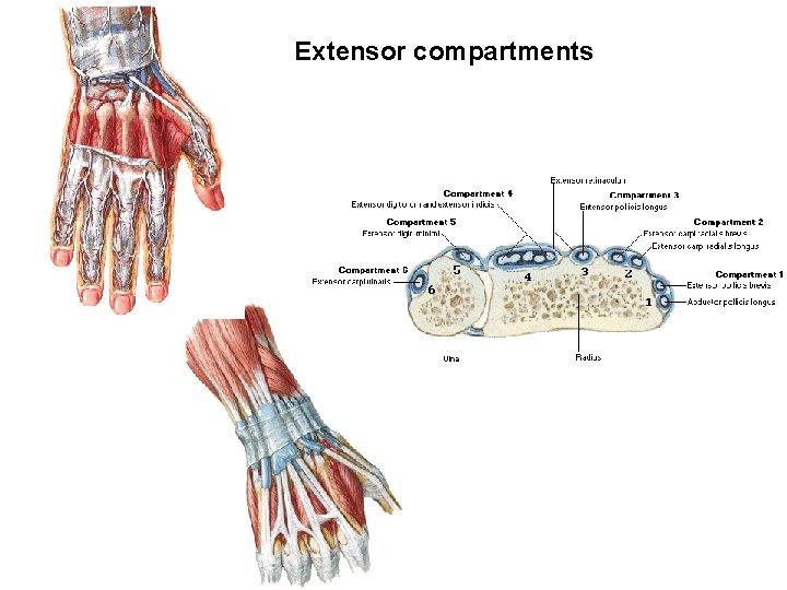 Extensor compartments 