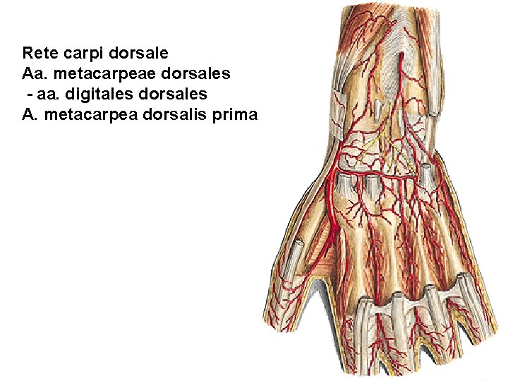 Rete carpi dorsale Aa. metacarpeae dorsales - aa. digitales dorsales A. metacarpea dorsalis prima