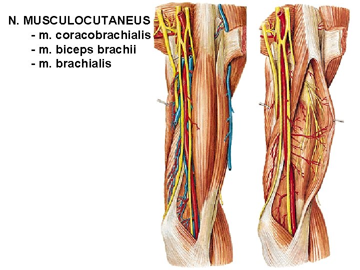 N. MUSCULOCUTANEUS - m. coracobrachialis - m. biceps brachii - m. brachialis 