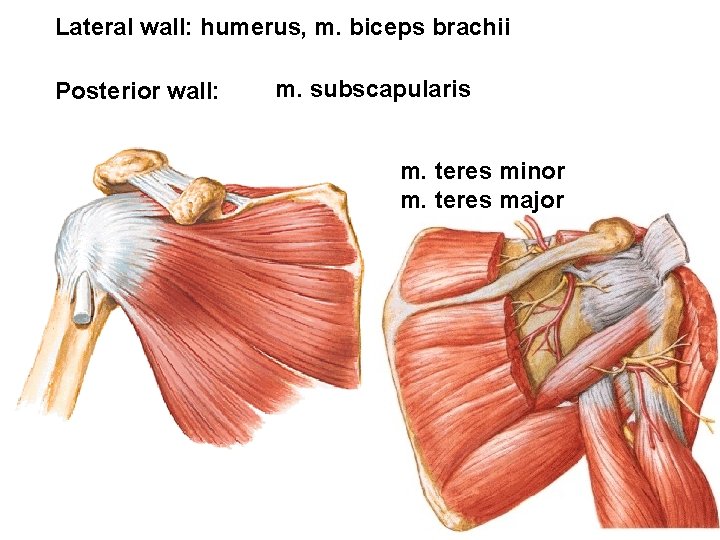 Lateral wall: humerus, m. biceps brachii Posterior wall: m. subscapularis m. teres minor m.