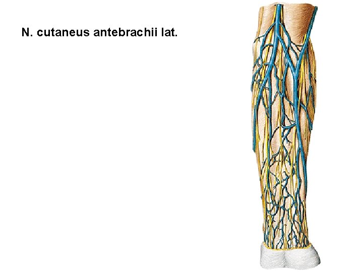 N. cutaneus antebrachii lat. 