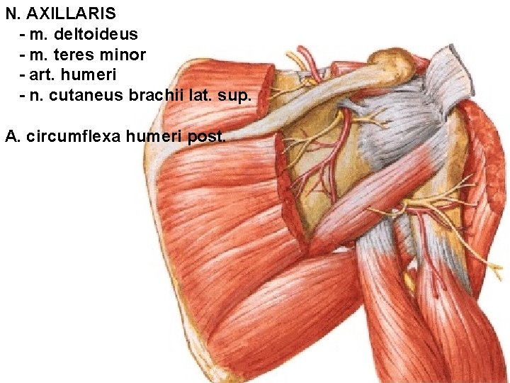 N. AXILLARIS - m. deltoideus - m. teres minor - art. humeri - n.