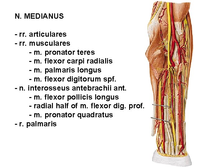 N. MEDIANUS - rr. articulares - rr. musculares - m. pronator teres - m.