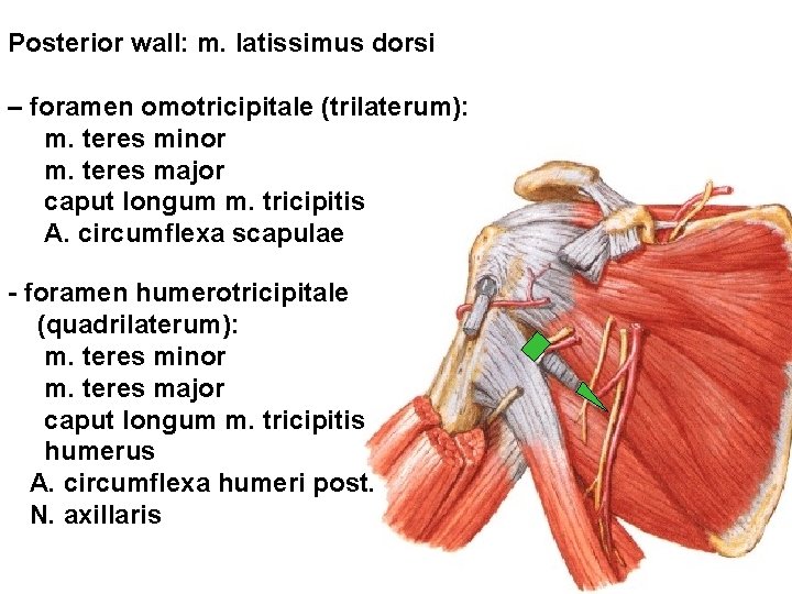 Posterior wall: m. latissimus dorsi – foramen omotricipitale (trilaterum): m. teres minor m. teres