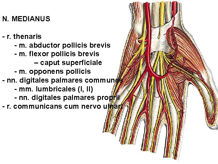 N. MEDIANUS - r. thenaris - m. abductor pollicis brevis - m. flexor pollicis