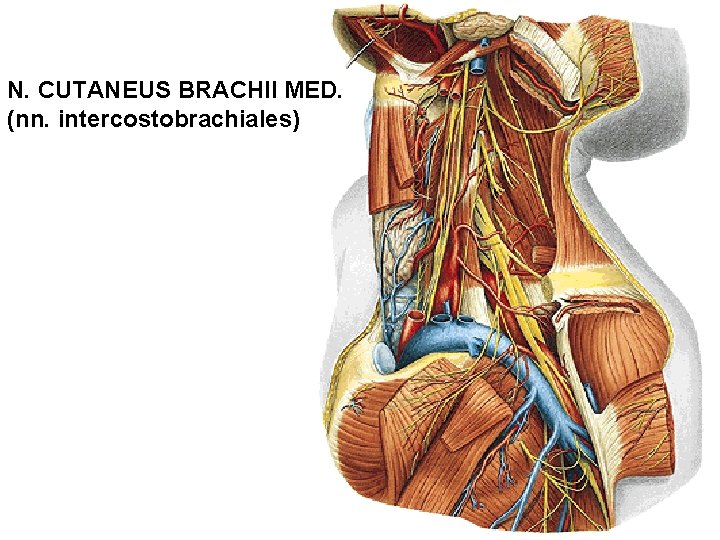 N. CUTANEUS BRACHII MED. (nn. intercostobrachiales) 