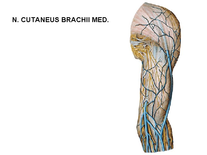 N. CUTANEUS BRACHII MED. 