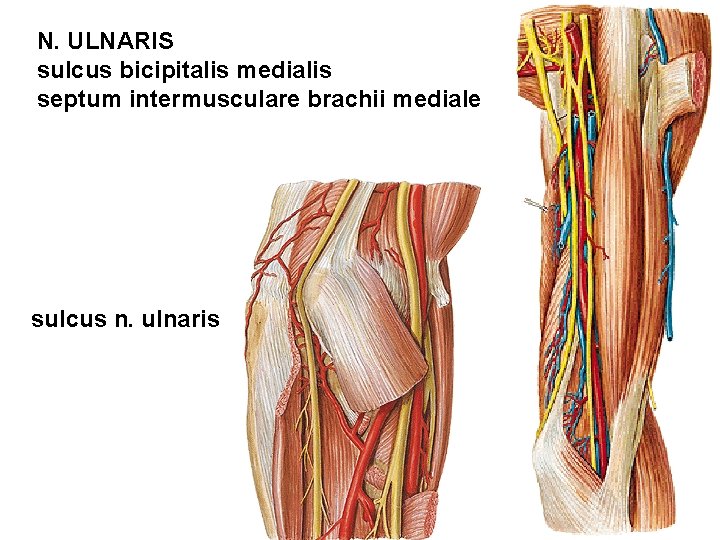 N. ULNARIS sulcus bicipitalis medialis septum intermusculare brachii mediale sulcus n. ulnaris 